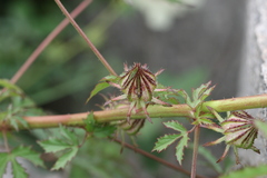 Hibiscus radiatus